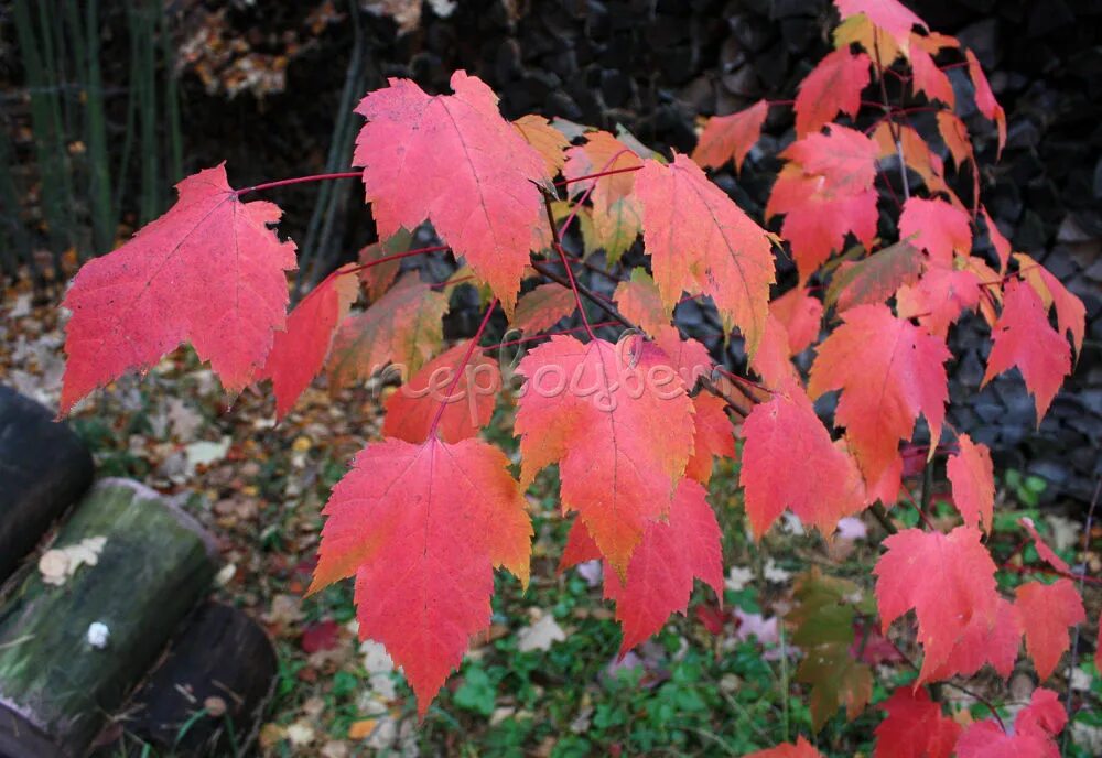 Клен красные листья летом. Клен красный acer rubrum. клен acer rubrum. клен гиннала листья. клен гиннала саженец.