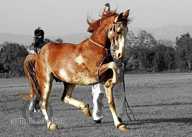 Танцующие лошади. Танцы арабских лошадей. Lippizaner horses перевод. Андалузская лошадь фламенко. Танец с лошадью.