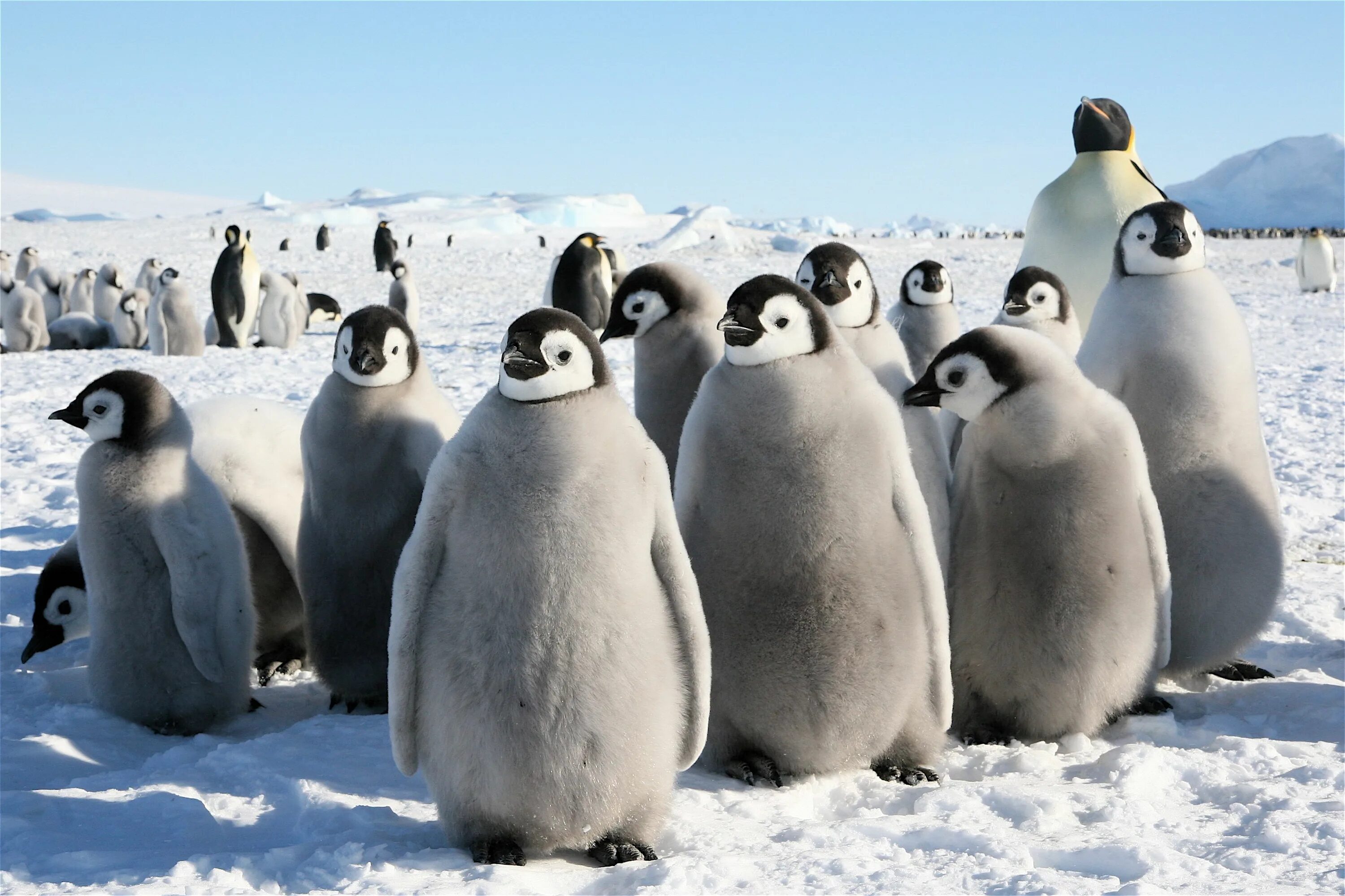 Где обитает пингвин материк. Пенгуин Антарктида. Антарктида материк пингвины. Пингвины в Антарктиде. Антарктический Пингвин.