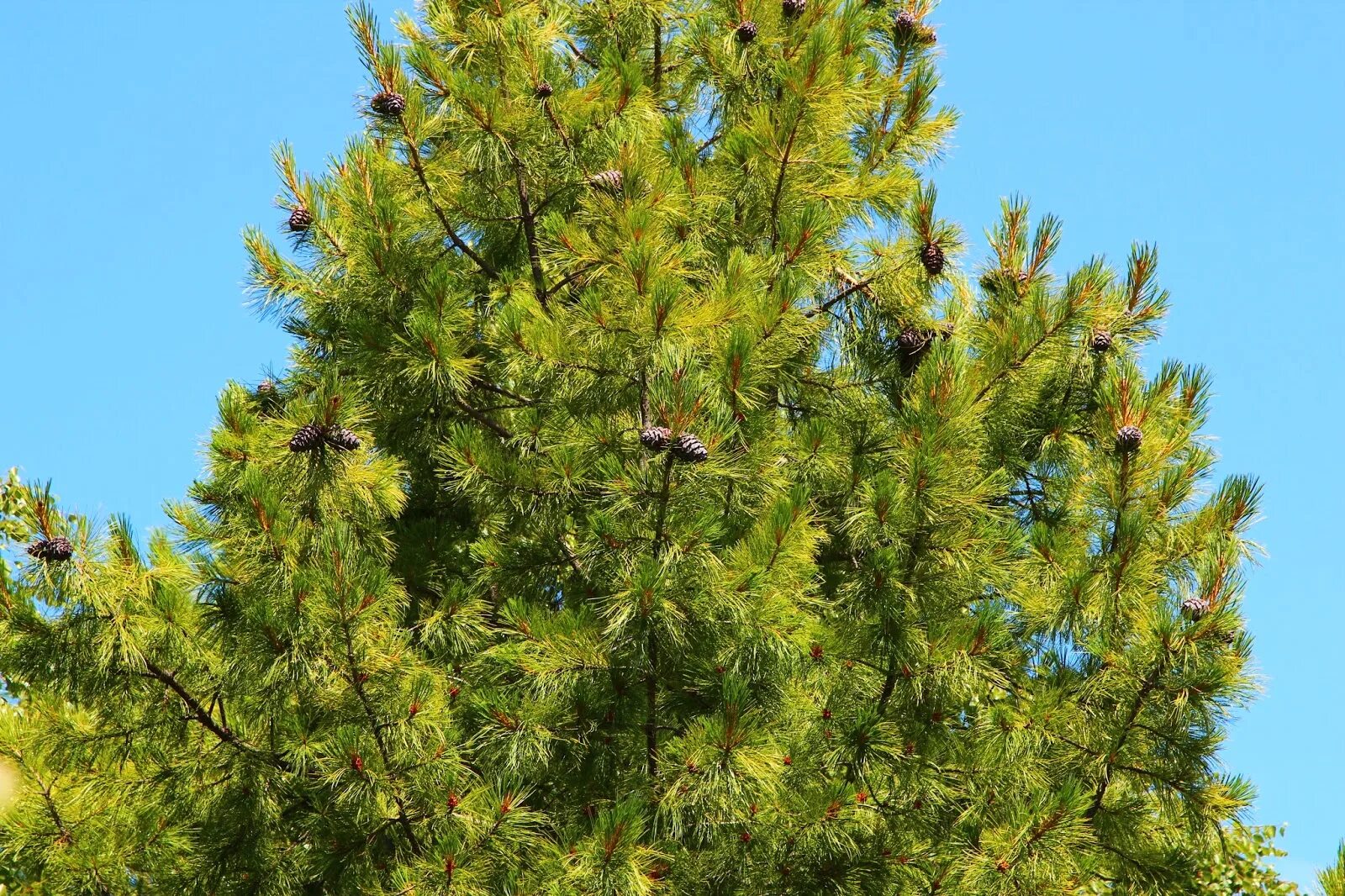 Кедр хвойная порода. Кедр Сибирский Pinus sibirica. Сосна Кедровая Сибирская/Pinus sibirica. Pinus sibirica du Tour сосна Сибирская, кедр Сибирский. Сибирский кедр (Pinus sibirica du Tour).