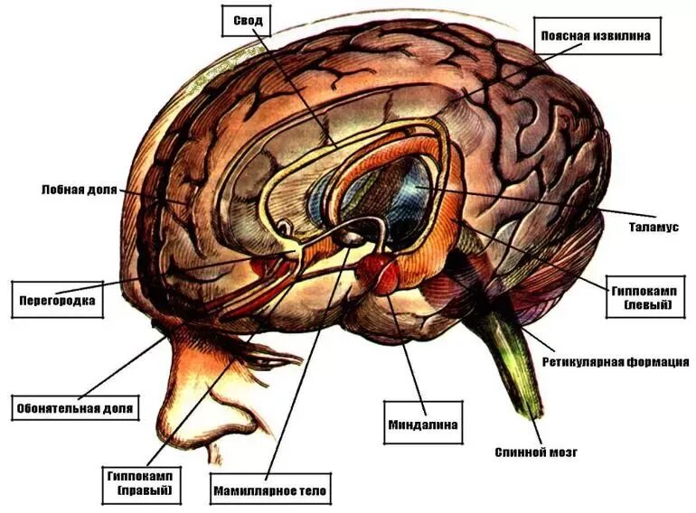 Лимбическая структура мозга. Строение мозга лимбическая система. Схема структур лимбической системы. Лимбическая система и эмоции физиология.