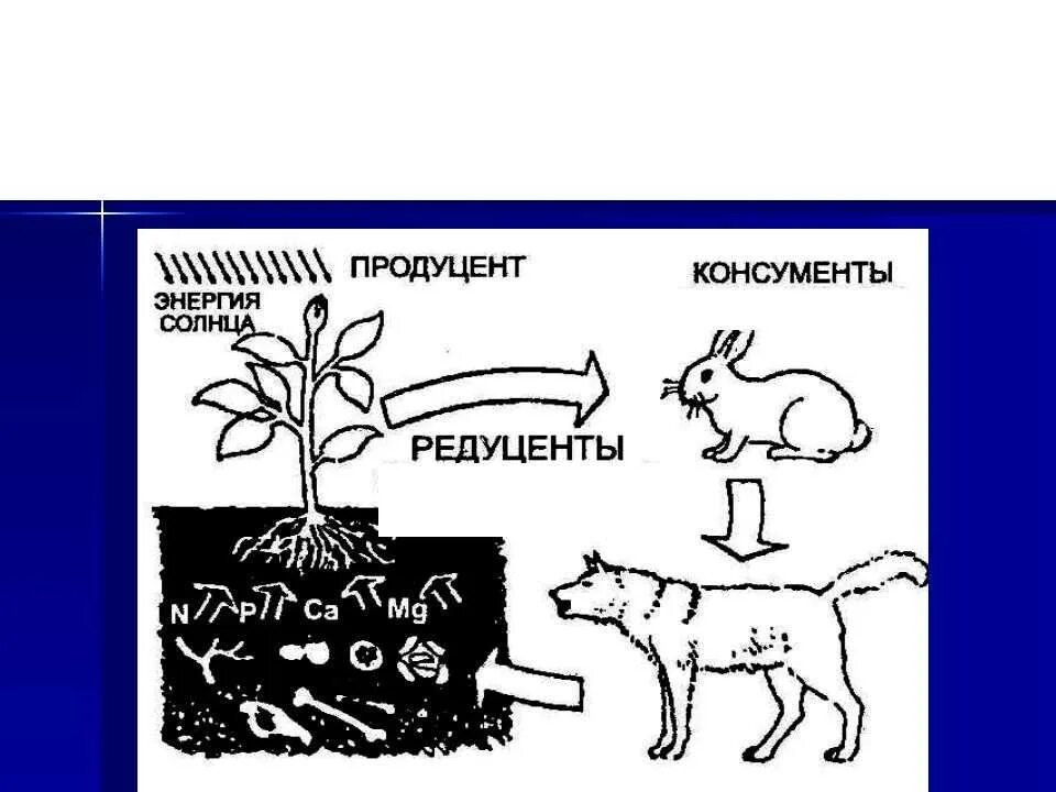 Что такое консументы в биологии 5 класс. Цепь питания продуценты консументы редуценты. Продуценты 2) консументы 3) редуценты. Продуцентв консументв рецудентв. Проценты консументы редуценты.