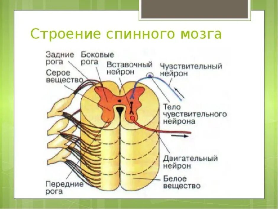 Строение 8. Передние задние и боковые рога спинного мозга. Строение спинного мозга рисунок ЕГЭ. Строение спинного мозга 8 класс биология Пасечник.