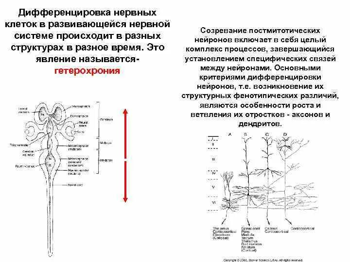 Дифференцировка нейронов. Дифференцировка нервных клеток. Что такое созревание нервной клетки. Процесс связывания нейронов.