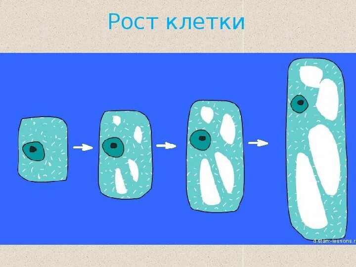 Как выглядит рост клетки растения Молодой растительной клетки