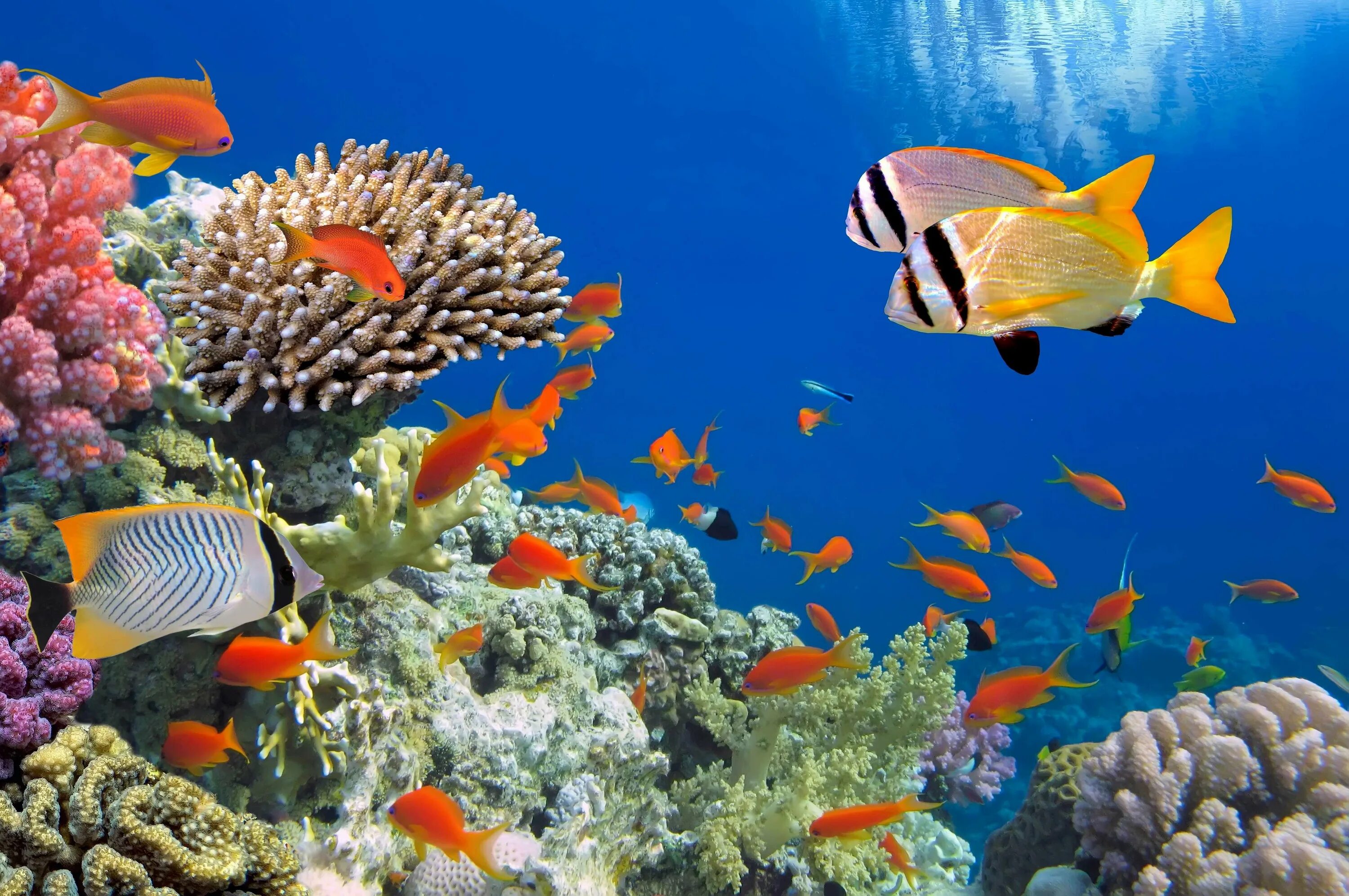 Отели шарма с коралловым рифом. Подводный мир Египта Шарм-Эль-Шейх. Подводный риф Шарм-Эль-Шейх. Коралловый риф в Шарм Эль Шейхе. Шарм-Эль-Шейх подводный мир красное море.