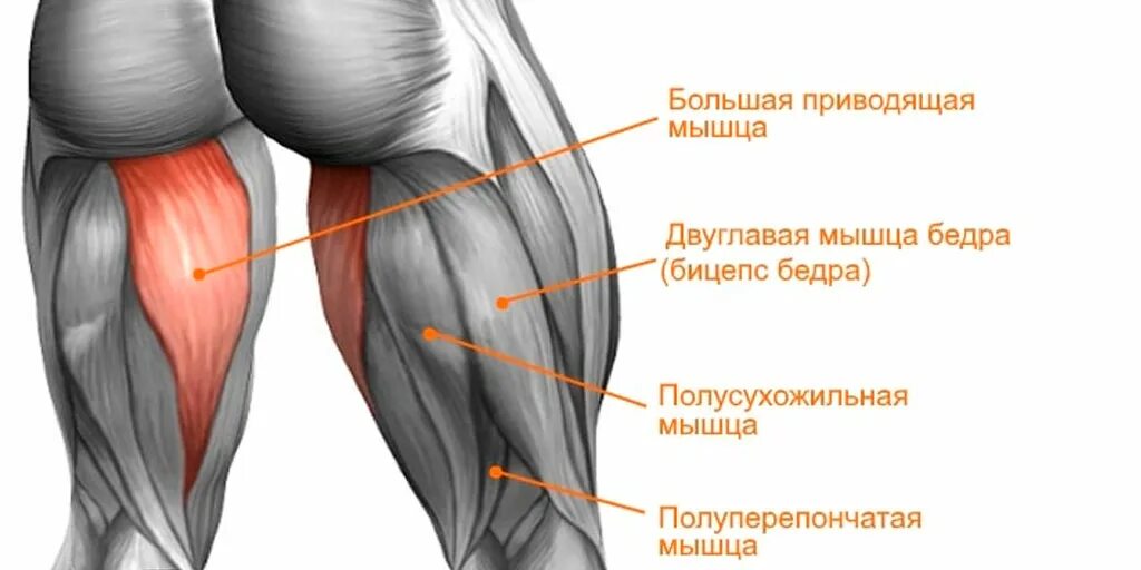 Сухожилие бедро задняя. Мышцы задней поверхности бедра анатомия. Двуглавая мышца бедра анатомия. Короткая головка двуглавой мышцы бедра. Длинная головка двуглавой мышцы бедра.