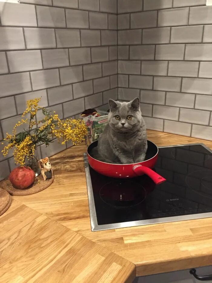 Cooking cat. Котик жаркое коровкой. Кот для жаркого.