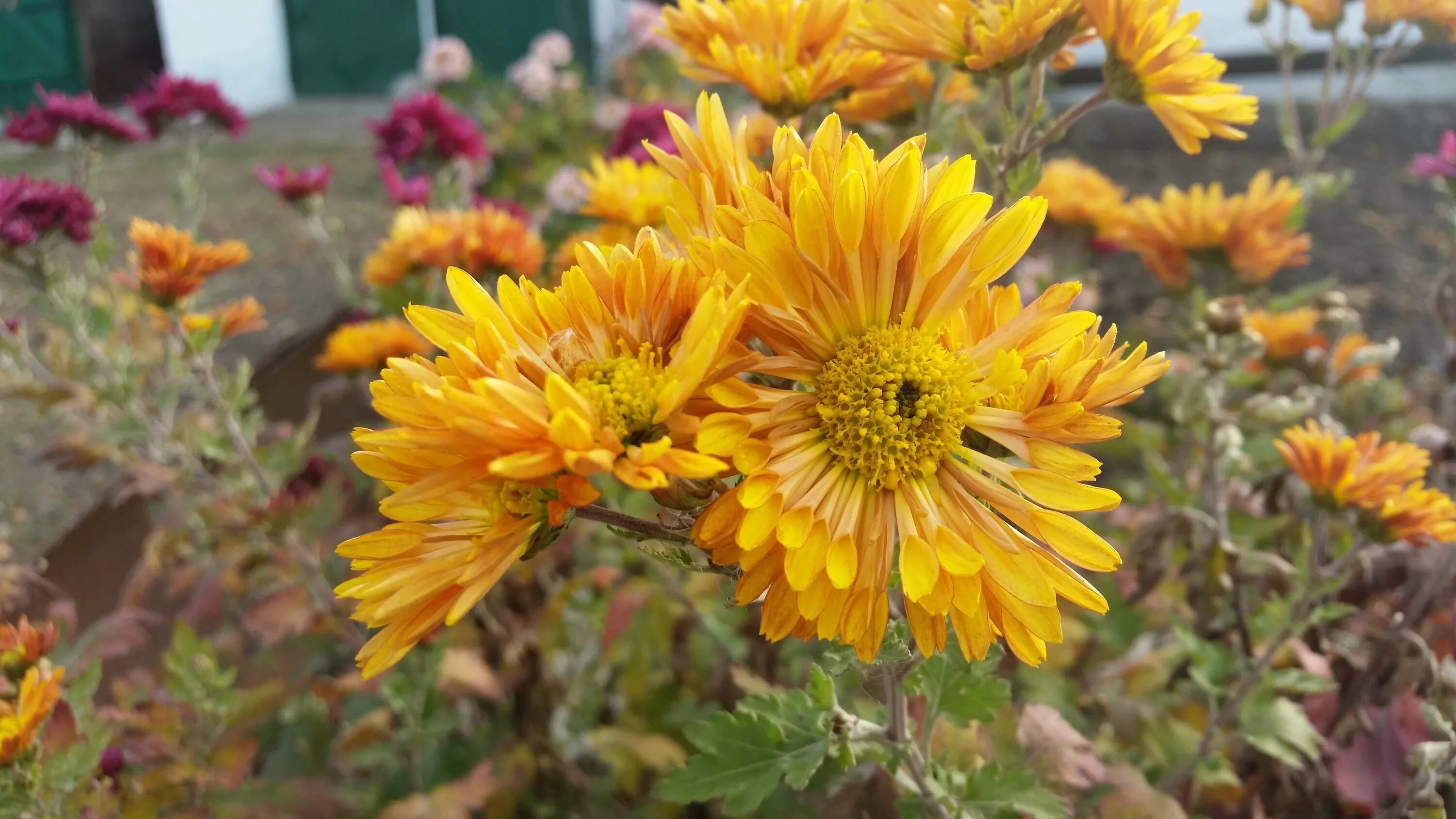 Free Images : nature, white, fall, purple, petal, orange, natural, autumn, color
