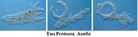 Фагоцитоз ложноножки