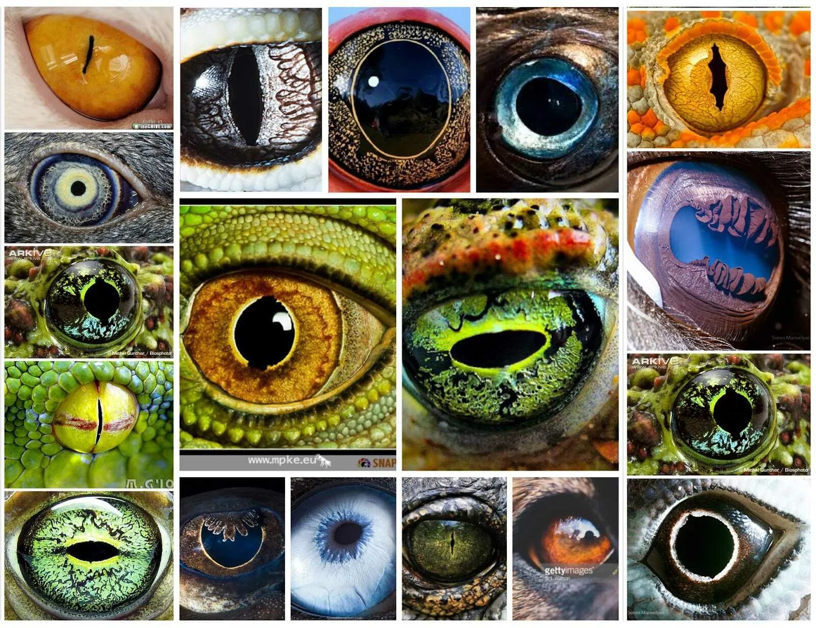 Разнообразие глаз. Глаза животных. Глаза коллаж. Необычные глаза животных. Странные глаза животных.
