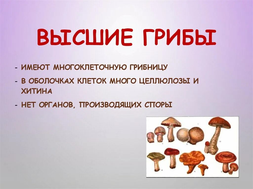 Группы многоклеточных грибов. Высшие грибы. Высшие и низшие грибы. Низкие и высшие грибы. Классификация грибов высшие и низшие.