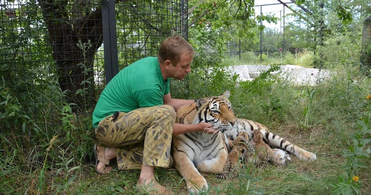 Симба больной в тайгане