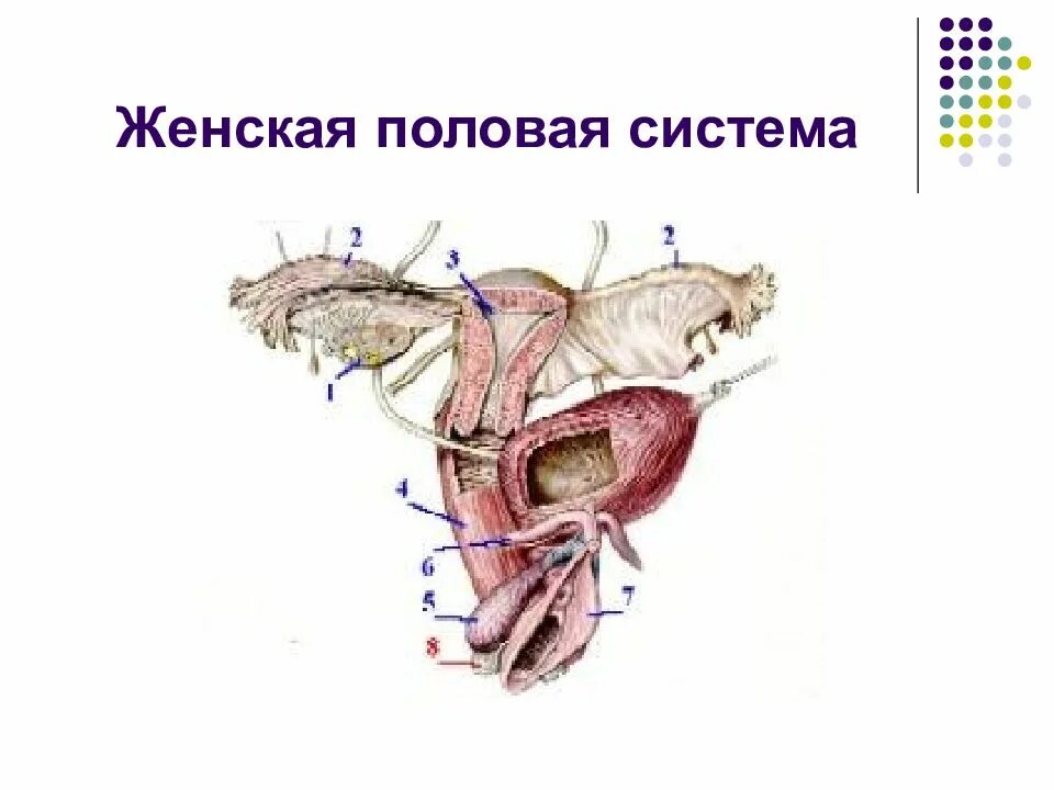 Женская половая система. Органы репродуктивной системы женщины. Морфология органов женской половой системы. Женская половая система морфофункциональная характеристика.