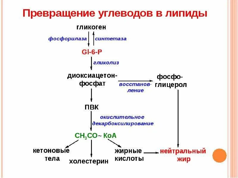 Какова роль триозофосфатов во взаимосвязи метаболизма триглицеридов