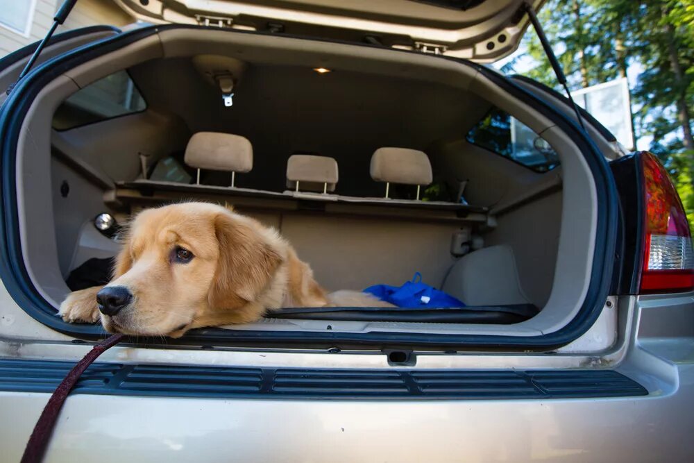Собака в машине. Собака в багажнике. Собака в салоне авто. Перевозка животных в машине. Как перевозятся крупные собаки