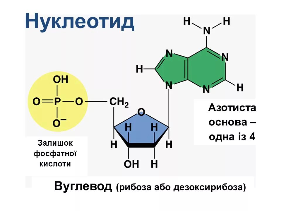 Строение нуклеотида формула. Нуклеотиды аденин Тимин. Формула нуклеотида РНК. Гуанин формула нуклеотида.