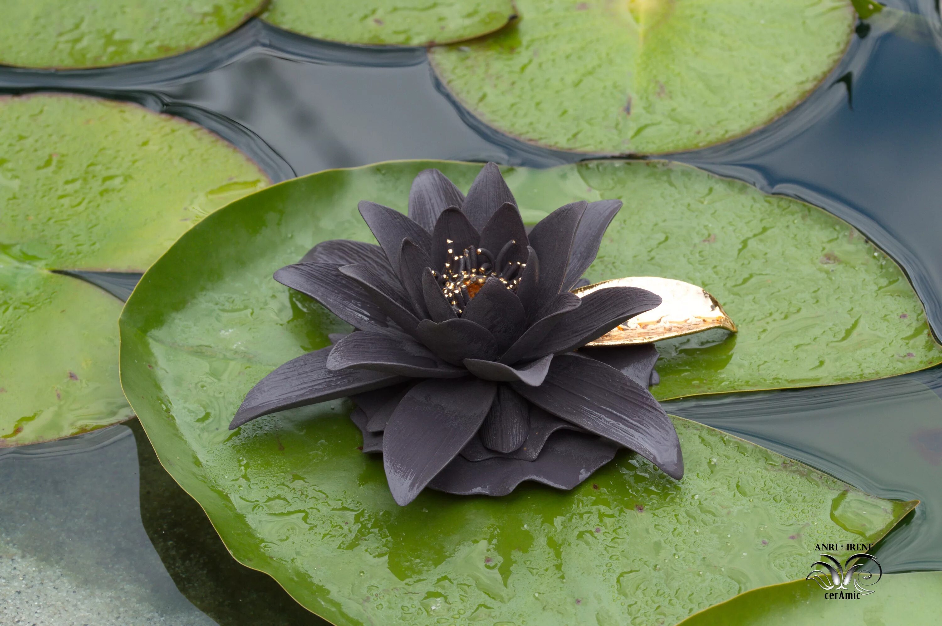 Лотосы на воске. Черный лотос джорджия окифф. Лотос предсказаний. Чистка свечой. Чистка свечой.