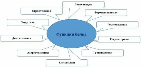Для наработки белков человека часто используют клетки