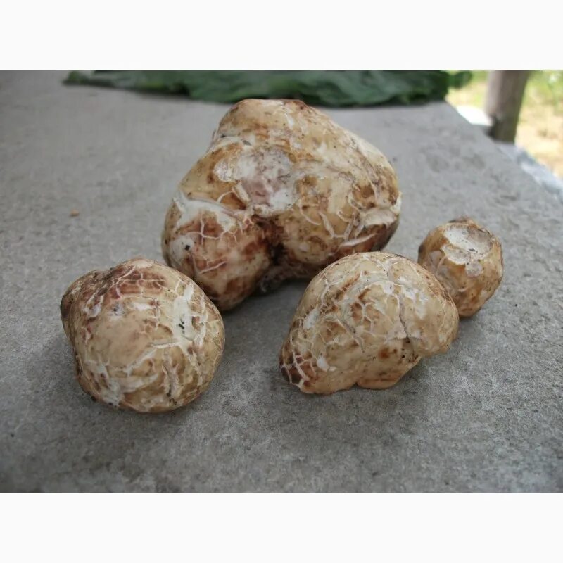 трюфель краснодар