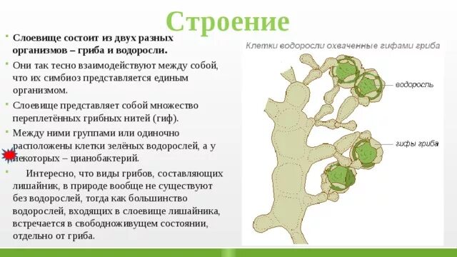 Роль водорослей в лишайнике. Симбиоз гриба и водоросли в лишайнике. Симбиоз одноклеточных водорослей с грибами. Гриб и водоросль в лишайнике. Лишайники симбиоз гриба b водоросли.