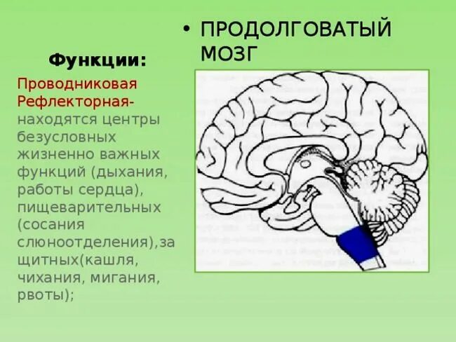 Продолговатый отдел головного мозга человека функции. Функции продолговатого мозга головного мозга. Отделы рефлекса продолговатого мозга. Отделы головного мозга продолговатый мозг. Кашлевой рефлекс какой отдел мозга