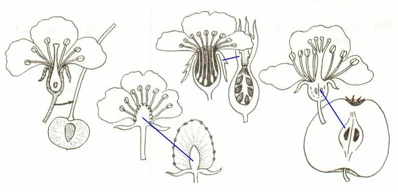 Семенное размножение покрытосеменных растений. Схема двойного оплодотворения у цветковых растений. Размножения у покрытосеменных растений и является побегом. Половое размножение покрытосеменных схема. Размножение цветкового растения схема.