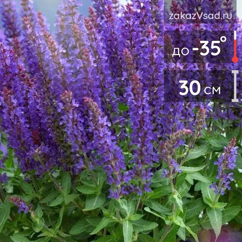 Шалфей дубравный may night. Шалфей дубравный rugen. Шалфей сальвадор блю. Шалфей дубравный blaukonigin. Шалфей дубравный 'night field'.