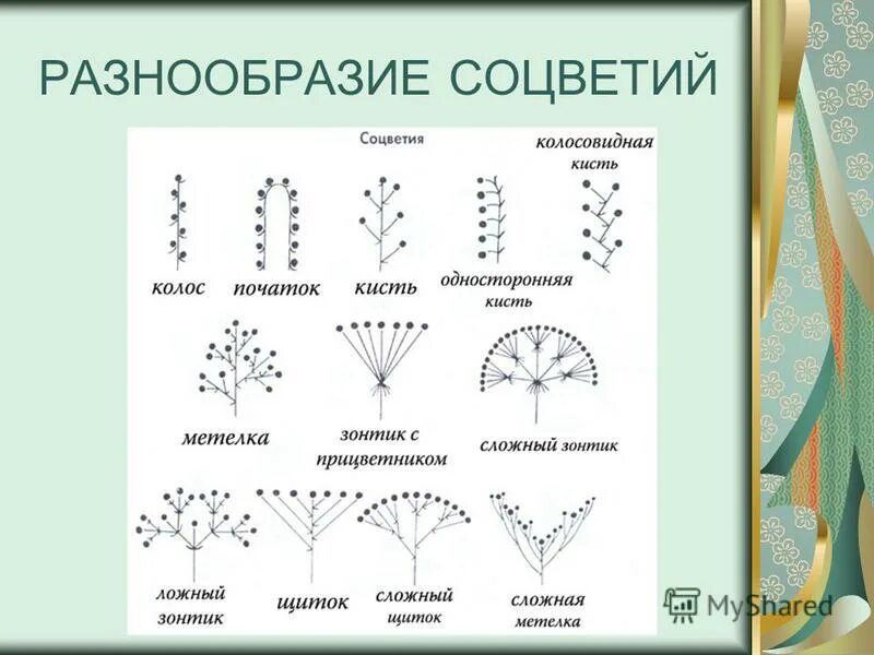 Виды соцветий и плодов