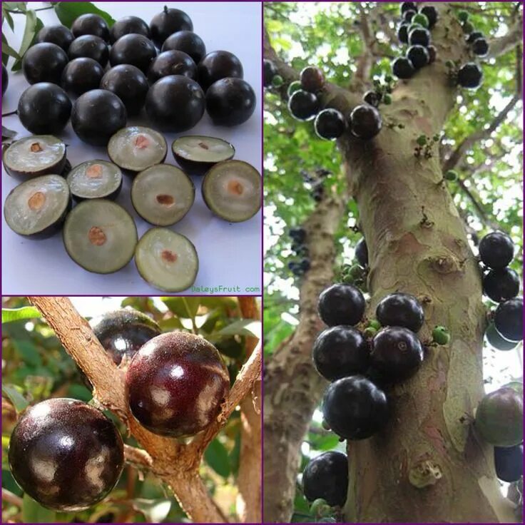 Jabuticaba