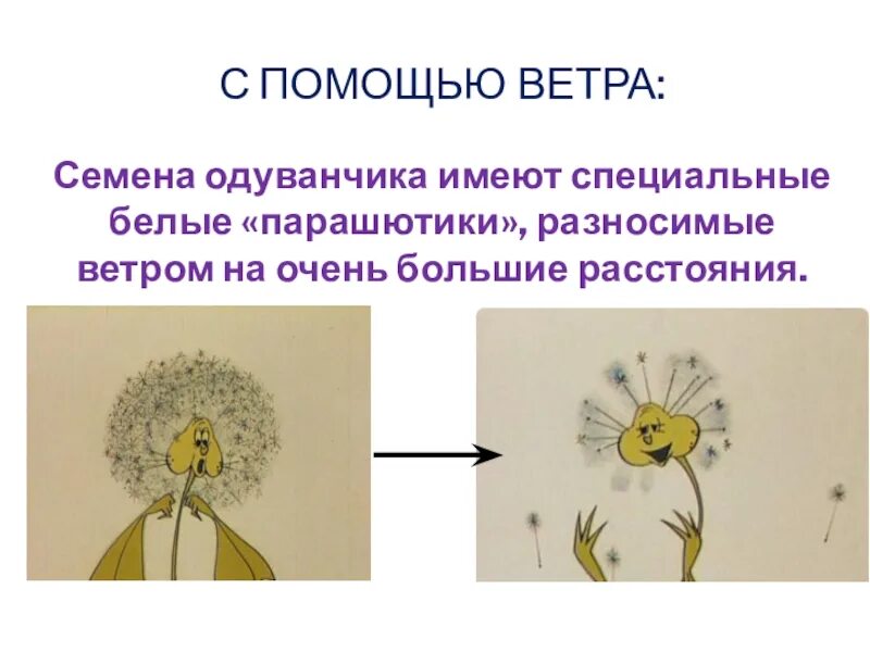 Размножение одуванчика. Как распространяется одуванчик. Одуванчик стадии развития. Одуванчик размножается. Одуванчик произведение 2 класс