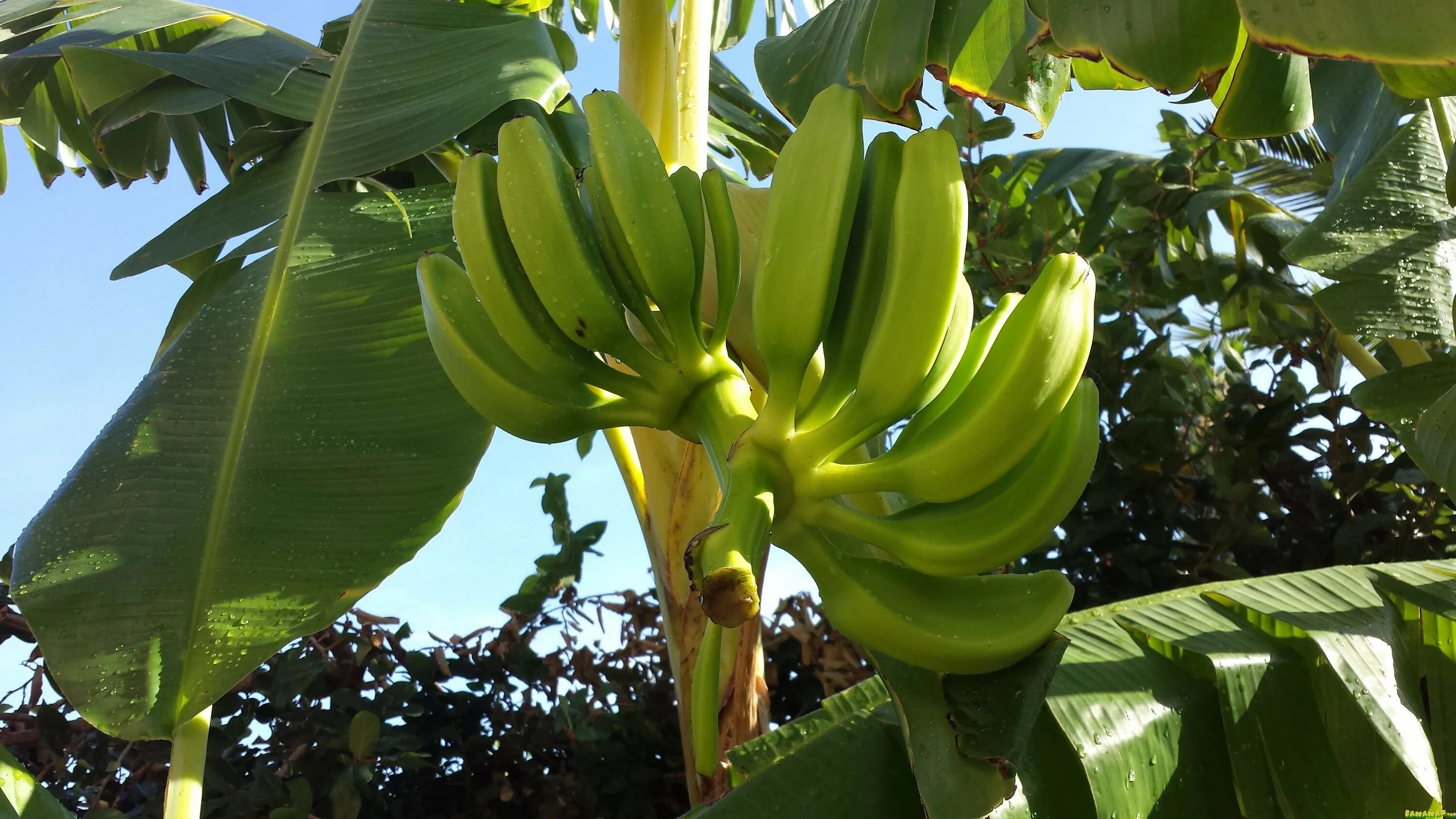 Банановая Пальма Musa itinerans. Musa itinerans (банан гигантский). Цветок банановой пальмы. Банан растет в огороде. Цветок банана как приготовить