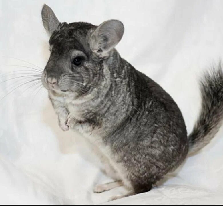 шиншилла серый стандарт. сера шиншилле. сера шиншилле. шиншилла тёмный стандарт. шиншилла тёмный стандарт.