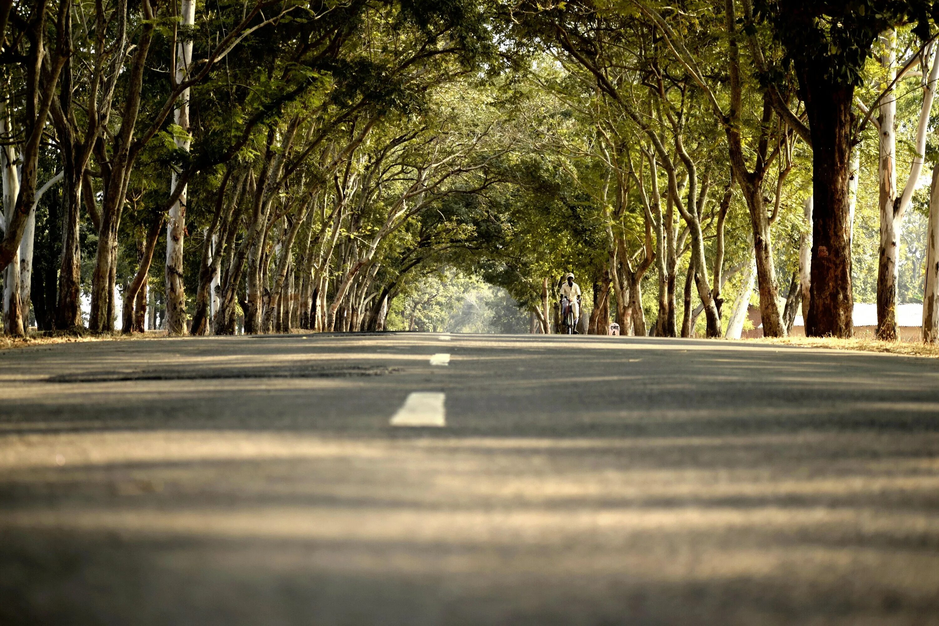 Street trees. Дерево в асфальте. Дорога между деревьями. Дорога асфальт. Деревья и асфальт город.