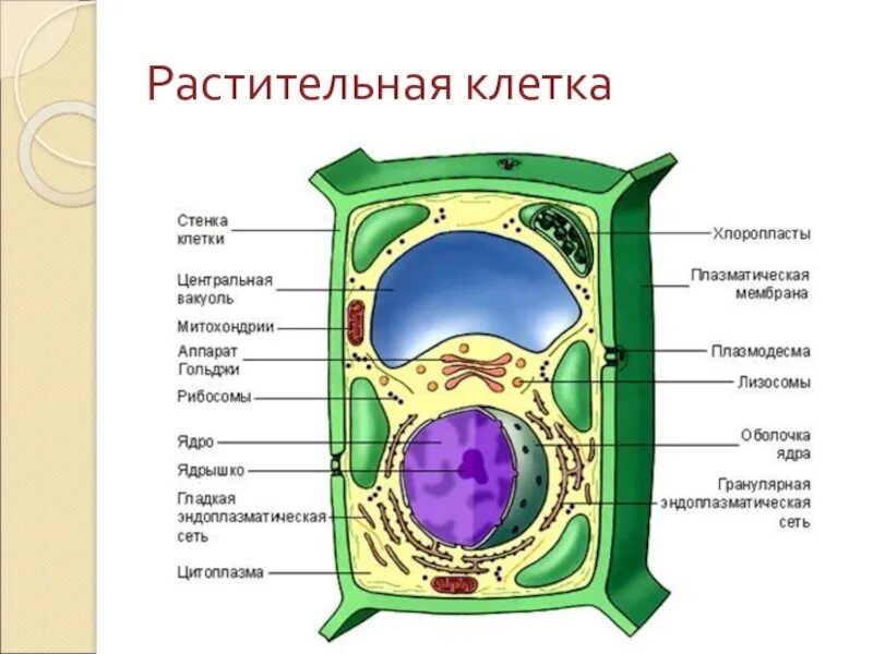 Клетка 5. Строение растительной клетки 5 класс биология. Структура клетки растения 5 класс биология. Строение клетки растения 6 класс биология. Строение растительной клетки 5 класс биология рисунок.