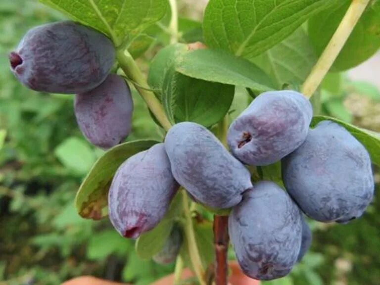 жимолость синий утес. жимолость сердце гиганта. жимолость блю треже. жимолость съедобная крас. жимолость сердце.