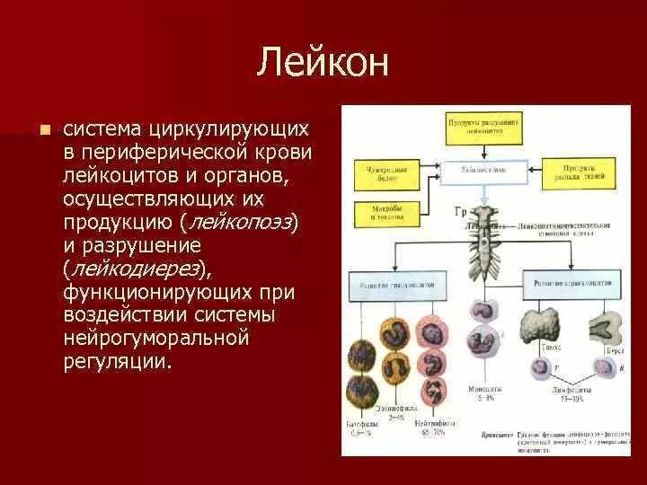 Нарушения системы лейкоцитов. Типовые формы патологии лейкоцитов. Патология лейкоцитов