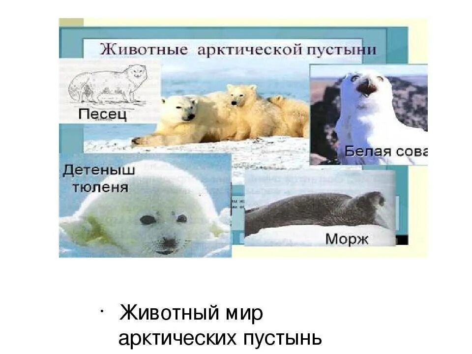 Определите животных арктических пустынь. Животные арктических пустынь. Арктические пустыни животные. Животные обитающие в арктической зоне. Животный мир арктической пустыни.