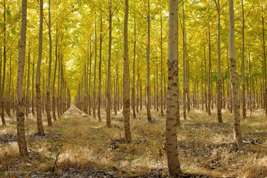 Tree farm