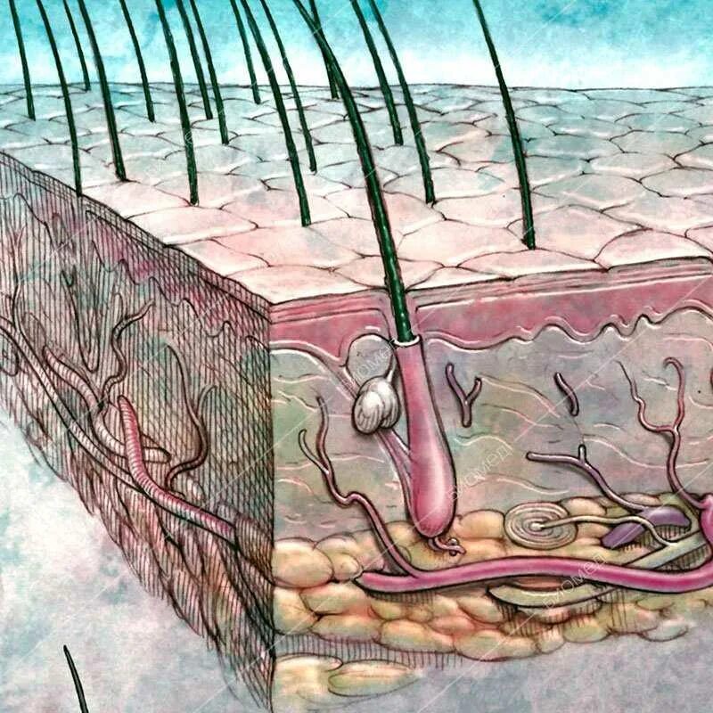 Разрушить волосы. Луковица волоса. Спящие волосяные луковицы. Волосяные луковицы на голове. Фолликул волоса.