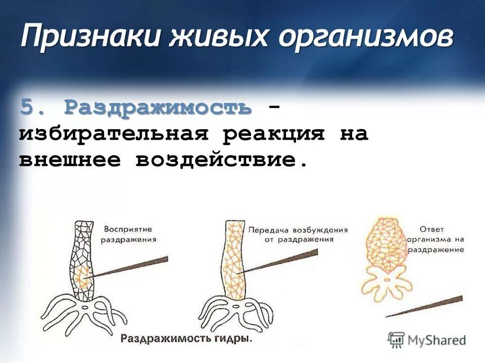 Реакция организма на внешнее раздражение. Ответная реакция организма на внешнее раздражение. Рефлекс это ответная реакция организма. Виды рецепторов экстерорецепторы интерорецепторы проприорецепторы. Реакция на раздражители.
