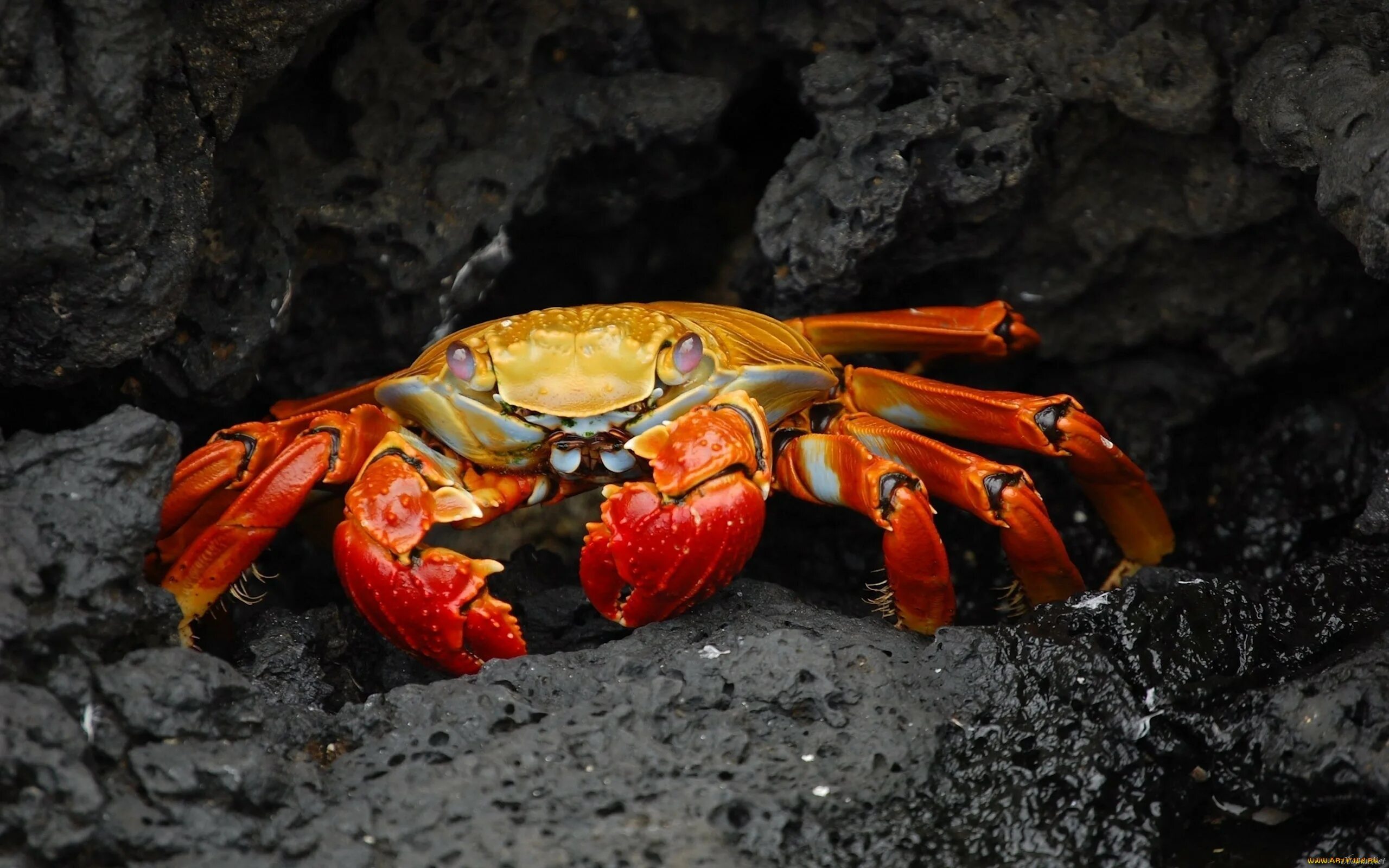 Grapsus Grapsus краб. Краб Омар Членистоногие. Отряд десятиногие ракообразные. Сингапурский пресноводный краб.