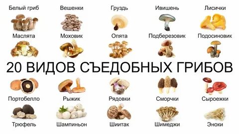 Грибы это какой продукт