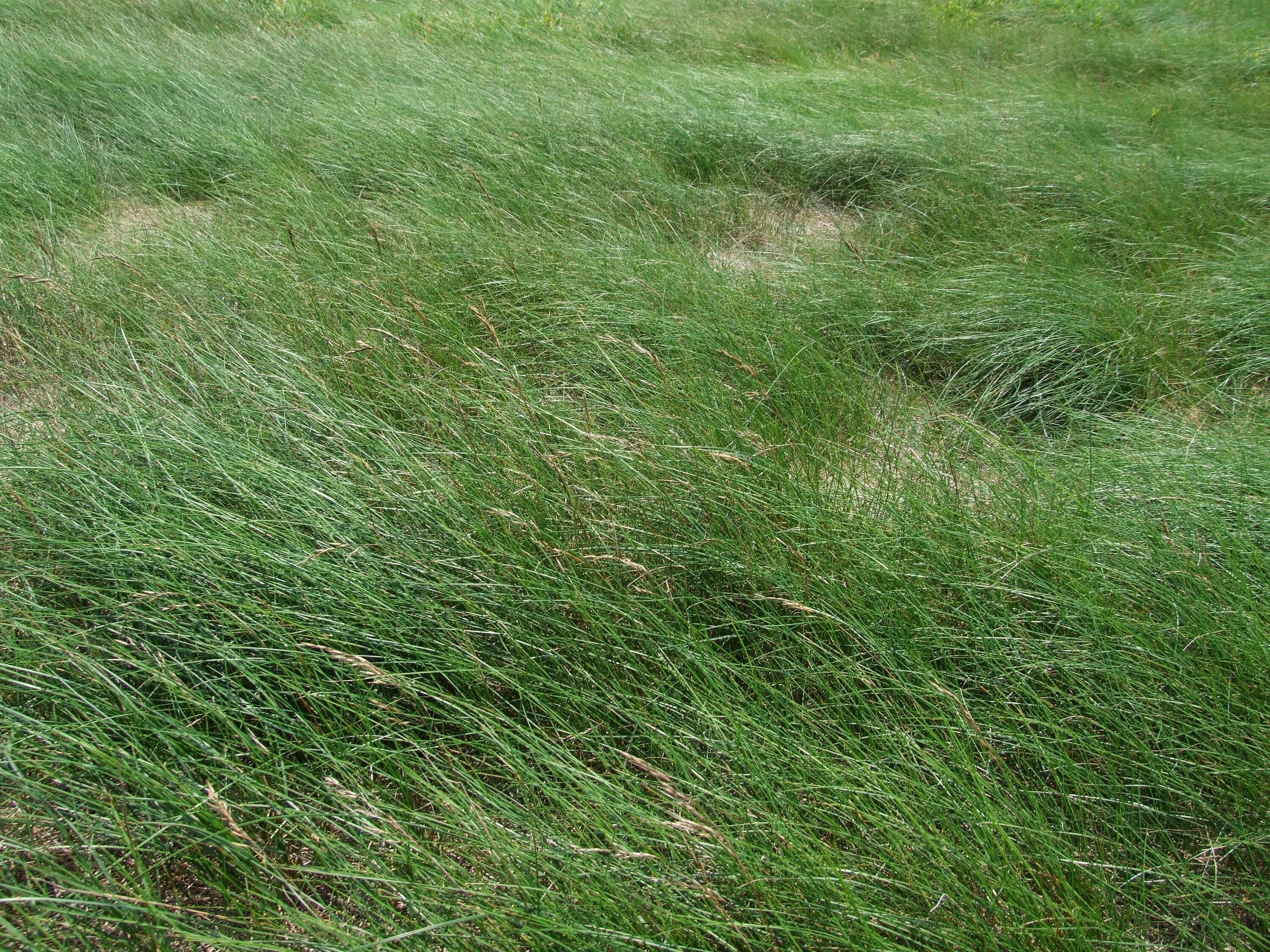 Мятлик луговой для газона фото. Овсяница красная. Овсяница Луговая (Festuca rubra. Овсяница красная (Festuca rubra). Овсяница тростниковая Мустанг.