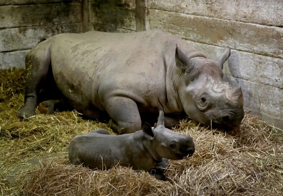 Носорог родился. Родился белый носорог.