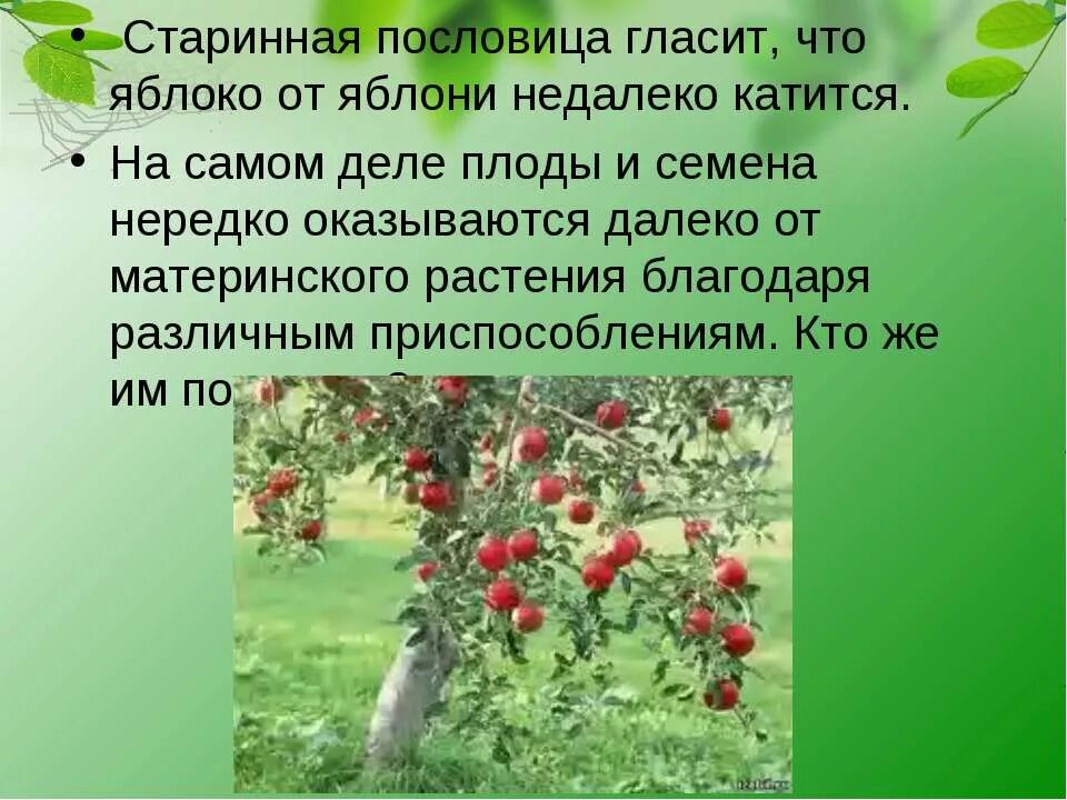 Пословицы яблоко от яблони недалеко. Пословица яблоко от яблони. Пословица яблоко от яблони недалеко падает. Яблочко от яблоньки пословица. Поговорка яблочко от яблони.