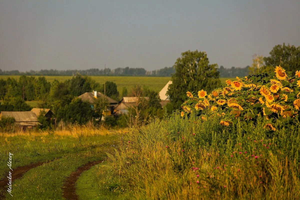 Природа летом в деревне. Белгород природа деревня. Пейзаж деревни. Лето в деревне. Летняя природа в деревне.