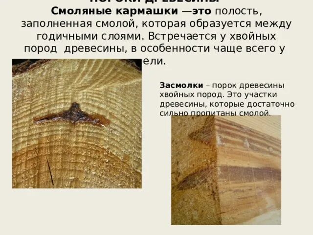 Смоляные ходы функции. Пороки древесины смоляные кармашки. смоляной кармашек порок дерева. пороки древесины прорость.