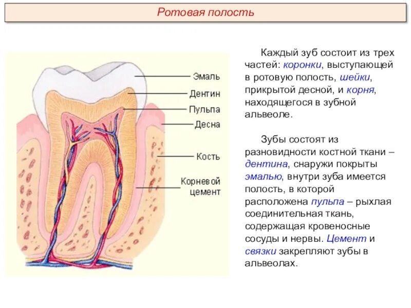 Из чего состоит зуб. Зуб состоит. коронка зуба снаружи покрыта.