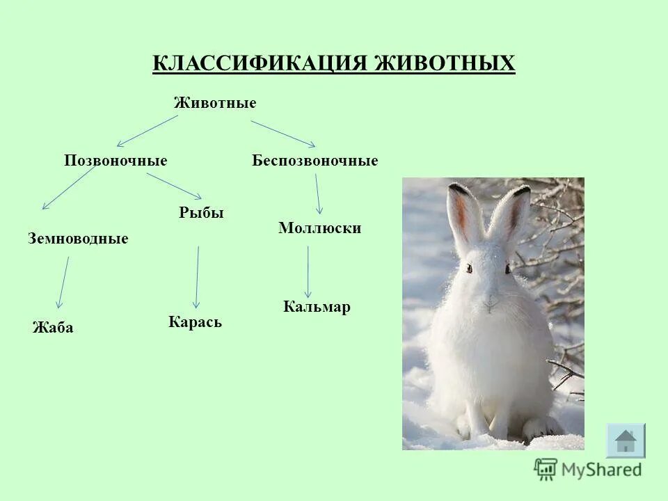 Классификация животных окружающий мир 3 класс. Классификация животных. Классы животных классификация. Систематика животного. Классификация животных примеры.